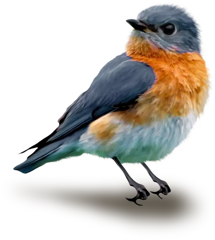 Ave - referência visual